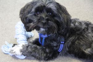 Discover the Well-Being Boosting Power of Pets 3 Charlie, pet dog at psychological health care